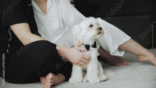 Wallpaper Mural Loving couple hugging each other and a man strokes a small dog. Dog maltipoo, a man in black pajamas and a woman in white pajamas, slow motion Torontodigital.ca
