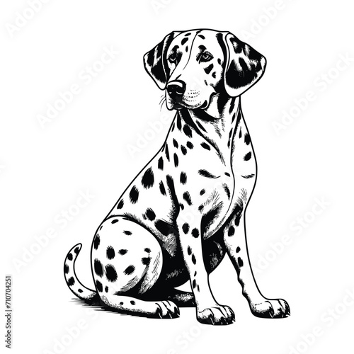 Dalmatian dog vector EPS