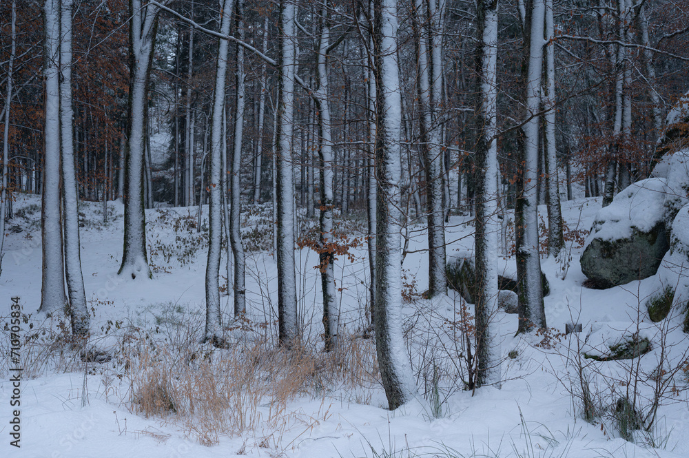 Obraz premium A snowy woodland on a cold December day in Norway.