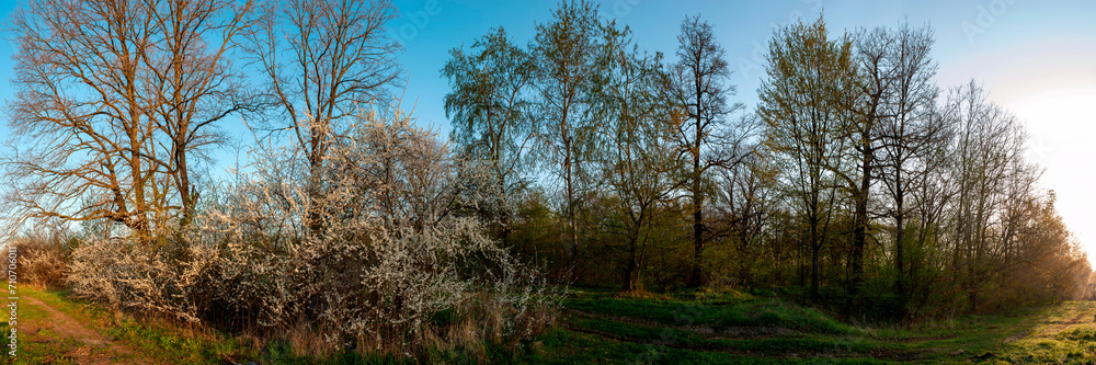 Panorama of flowering trees in the forest, spring green trees, flower Panorama of flowering trees in the forest, spring green trees, flower
