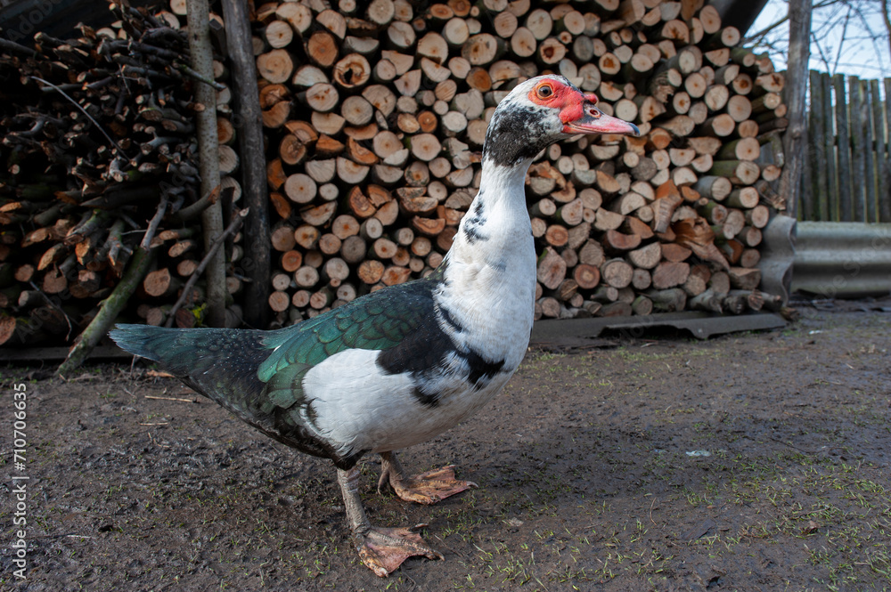 A cute black and white duck with a red beak walking in the garden on a sunny day at the poultry, livestock, farm yard. A large musk duck on a walk. A cute black and white duck with a red beak walking in the garden on a sunny day at the poultry, livestock, farm yard. A large musk duck on a walk.