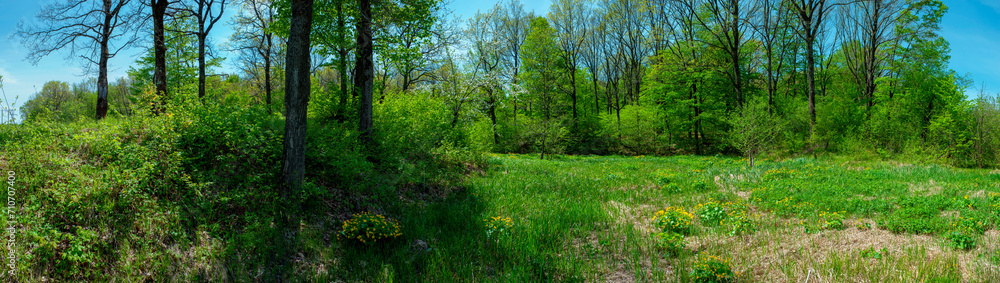 Spring forest and field on a background of blue sky