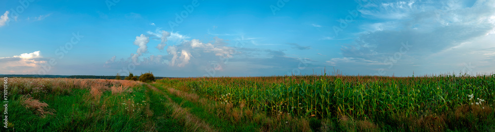 Panoramic view of Corn field plantation with blue sky background.