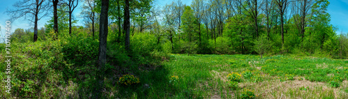 Fototapeta Naklejka Na Ścianę i Meble -  Spring forest and field on a background of blue sky