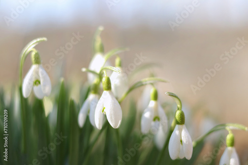 Close-up image of Snowdrop flowers (Galanthus nivalis). White snowdrop flower in spring with four petal leaves. Flowers on a spring morning. First spring snowdrops wake up. Snowdrop or common snowdrop