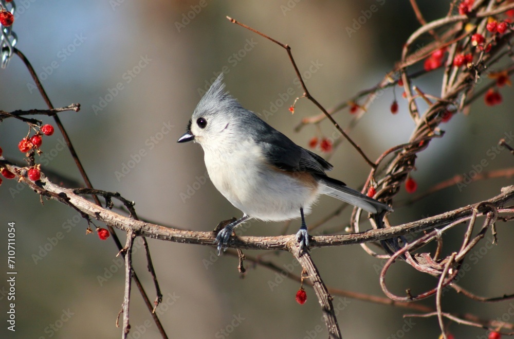 Obraz premium The image depicts a bird perched on a branch in a winter setting.