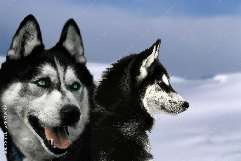 The Siberian Husky is a medium-sized dog of Siberian origin. It is a working breed, although it has become one of the most popular companion dogs.