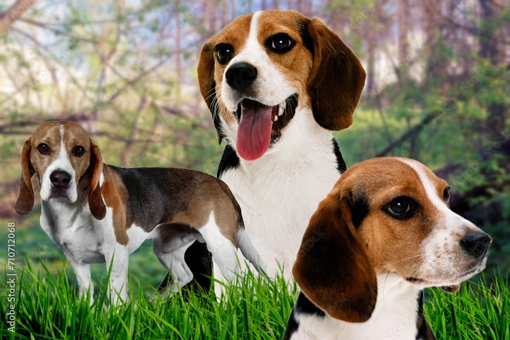Three gorgeous Beagles puppies
