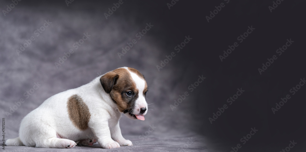 Cute little Jack Russell terrier puppy looking at an empty space. Place for text.