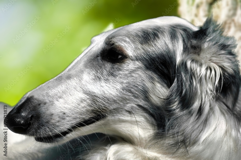 The aristocratic sighthound racing dog, hunting, but also companion The aristocratic sighthound racing dog, hunting, but also companion