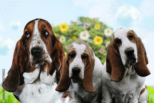 The Basset Hound is a short-legged breed of dog in the hound family.