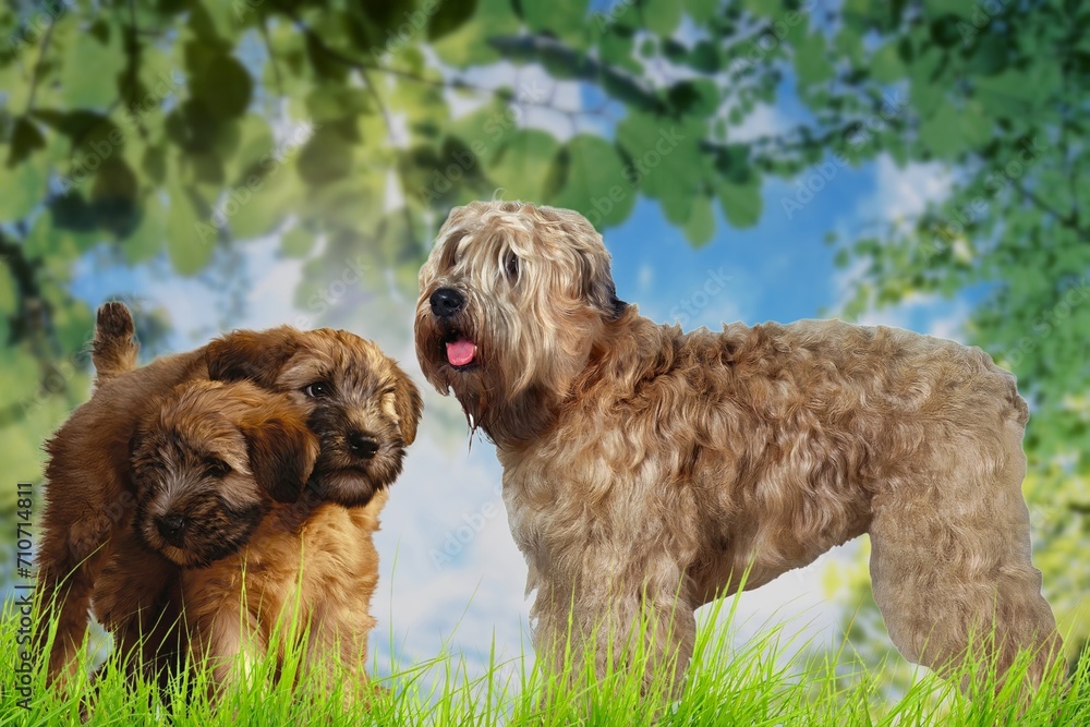 Irish Soft Coated Wheaten Terrier is a dog breed belonging to the Terrier family. Originally from Ireland Irish Soft Coated Wheaten Terrier is a dog breed belonging to the Terrier family. Originally from Ireland