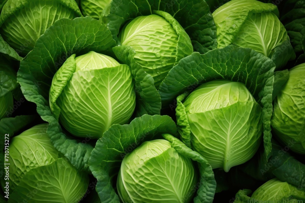 Fototapeta premium Lots of Fresh green cabbages background