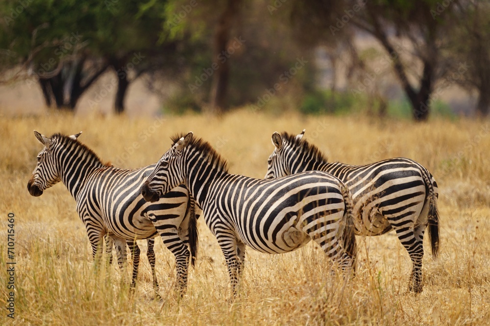 Obraz premium african wilderness, zebras