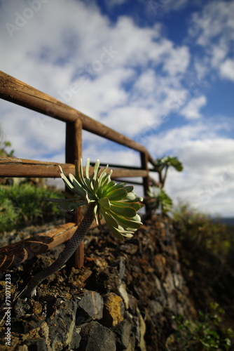 Aeonium urbicum endemic plant to Tenerife photo