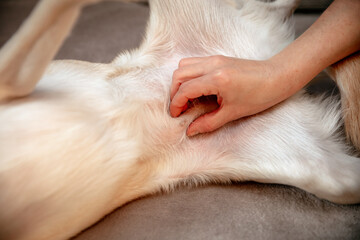 Checkup the mammary glands are swollen, false pregnancy or pseudocyesis of a female dog