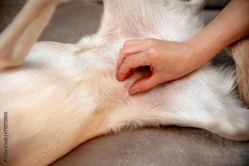 Quadro em tela Checkup the mammary glands are swollen, false pregnancy or pseudocyesis of a fem