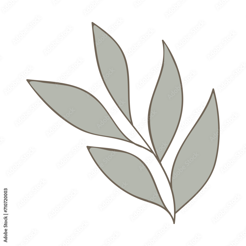 leaf isolated on white leaf isolated on white