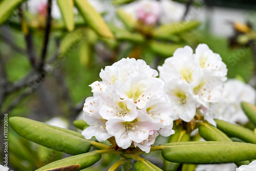 Valokuva Beautiful blooming Rhododendron brachycarpum flowers.