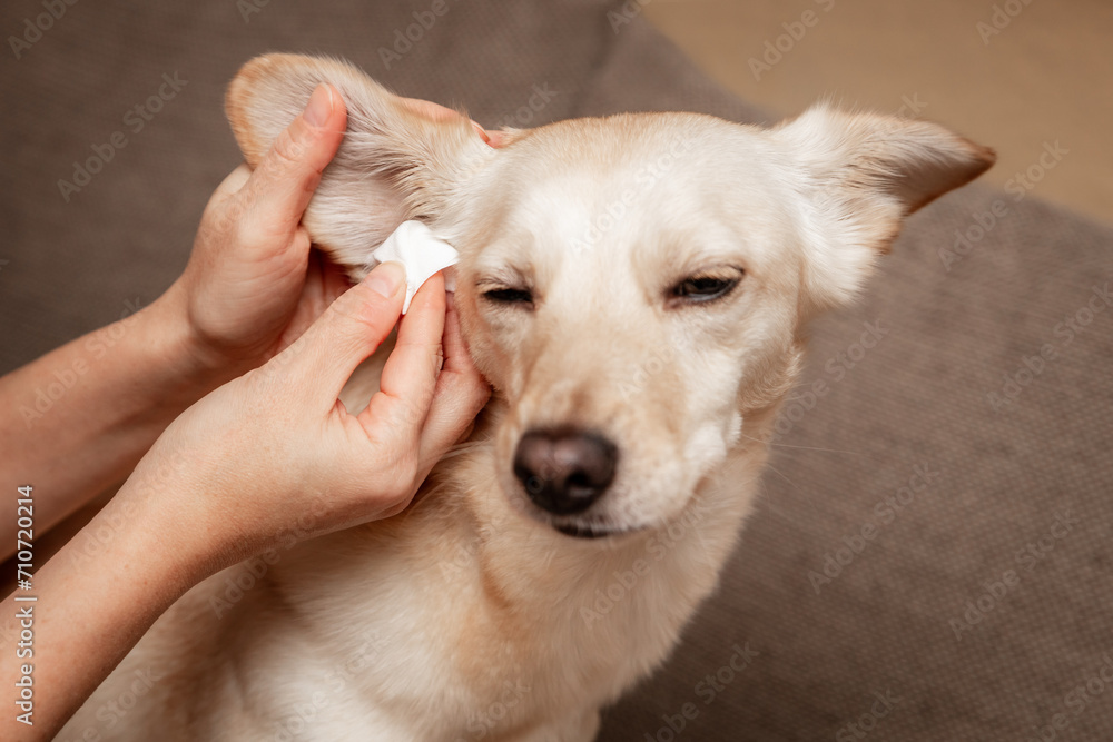 Woman cleans a dog ear, hygienic and health care for the pet
