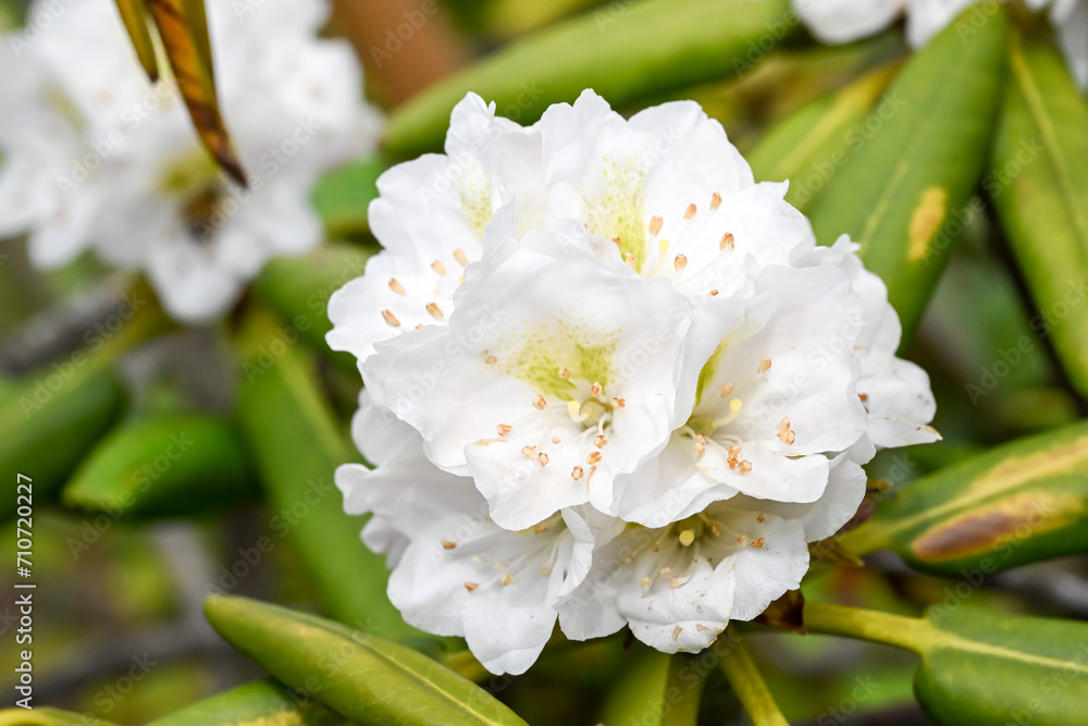 Beautiful blooming Rhododendron brachycarpum flowers. Beautiful blooming Rhododendron brachycarpum flowers.