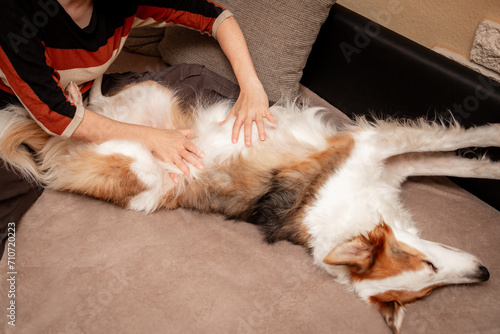 Woman gives a belly massage to her dog at home, harmony and pet love