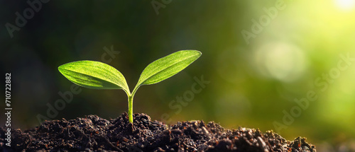Panorama of small trees planted with sunrise Green world and world day concept photo