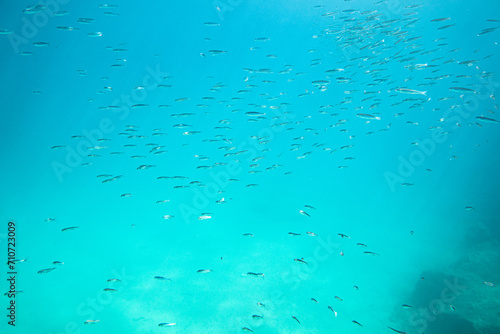 Ein Schwarm kleiner Fische unter Wasser