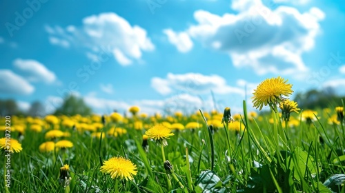 Beautiful meadow field with fresh grass and yellow dandelion flowers in nature against a blurry blue sky with clouds. Summer spring perfect natural landscape.   