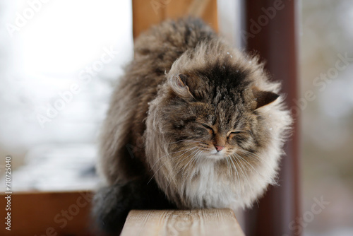 fluffy cat sitting on the railing with his eyes closed