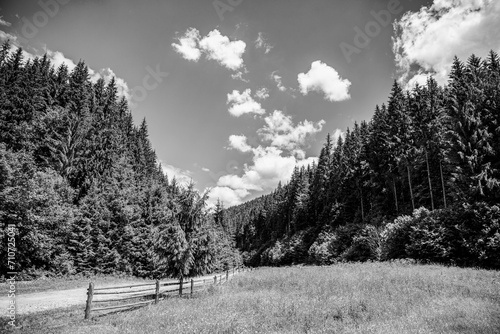 Oniferous forest. Summer Coniferous Forest. Sunlight Sunbeams Through Woods In Forest. Mountain road, fence, blue sky, green coniferous forest. Black and white photo