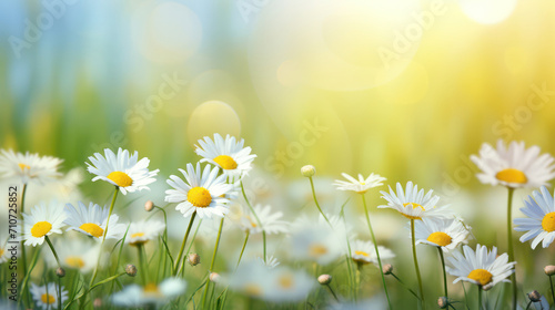 Summer's embrace, A field of daisies, with a dreamy bokeh background, captures nature's beauty.