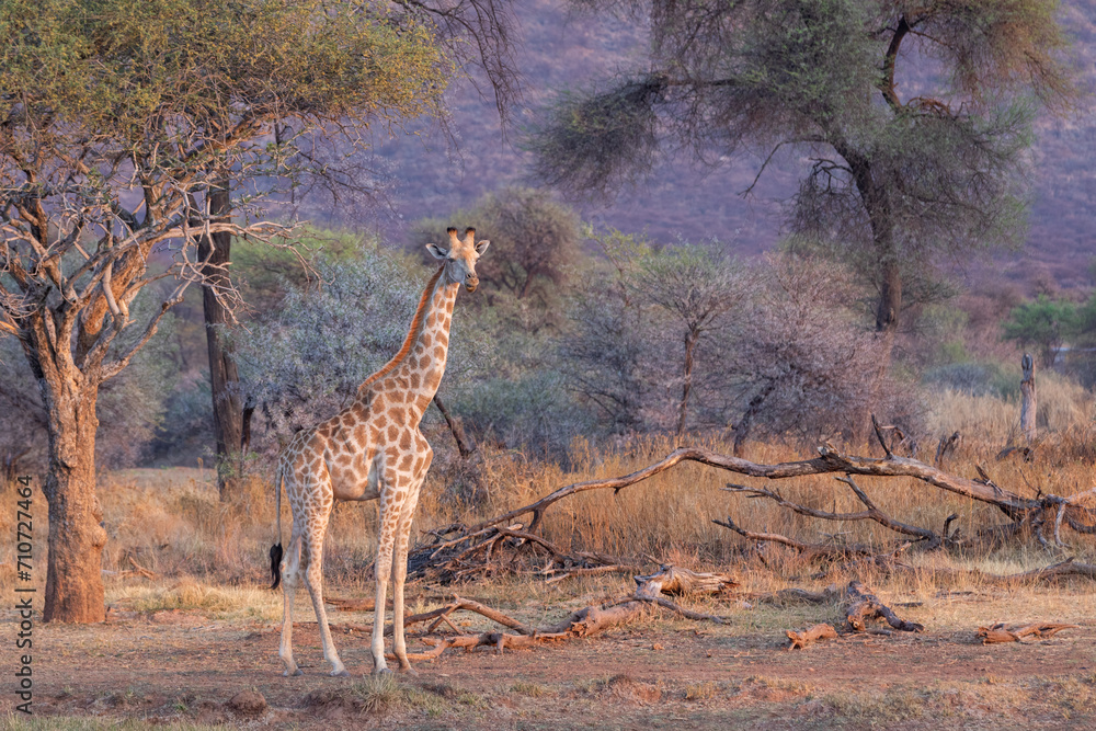 Obraz premium Early morning sunlight paints a gorgeous safari backdrop for a giraffe.