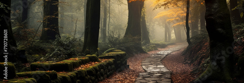 autumn forest with trees and leaves and path photo