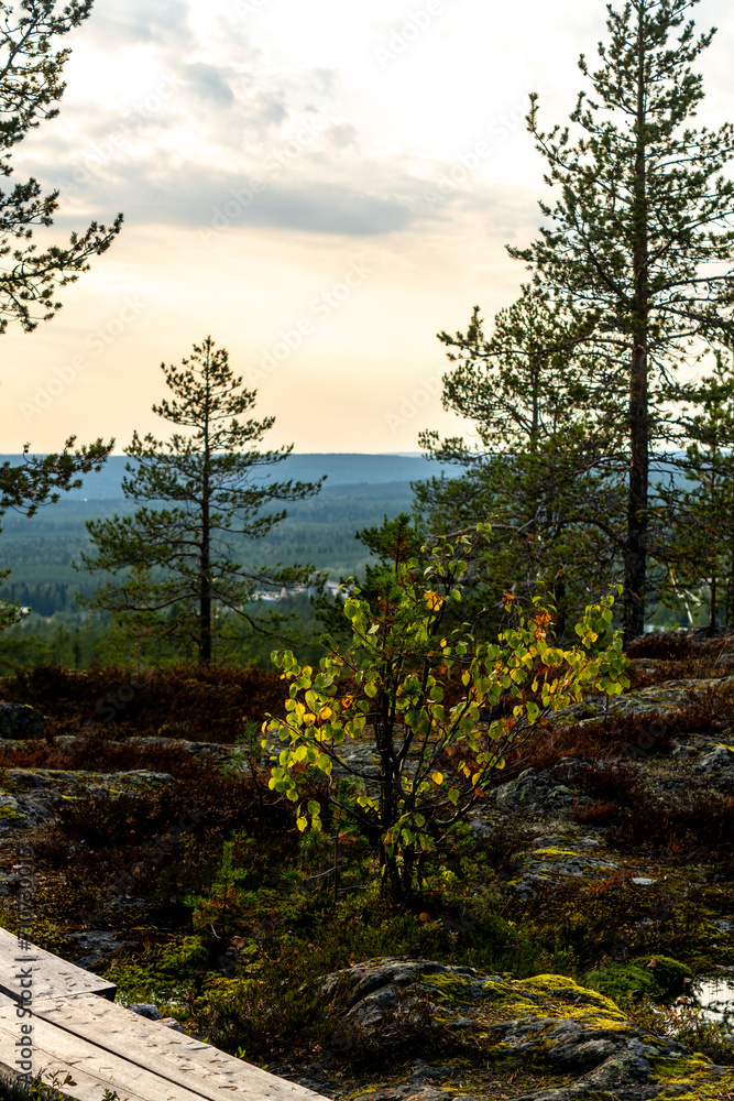 Rorest in Rovaniemi Lapland
Finland Sunset Rorest in Rovaniemi Lapland
Finland Sunset