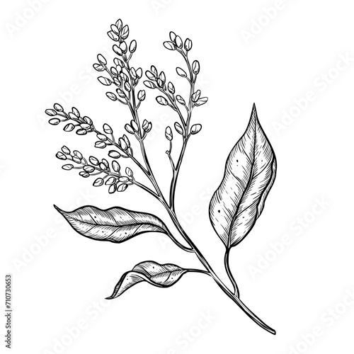 Avocado Flowering Plant vector illustration. Hand drawn drawing on isolated background. Botanical etching of fruit growth stages. Engraving of branch with leaves and buds. Tropical nature sketch.