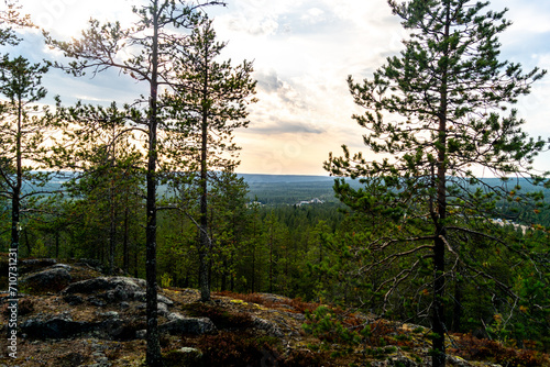 Fototapeta Naklejka Na Ścianę i Meble -  Rorest in Rovaniemi Lapland 
Finland Sunset