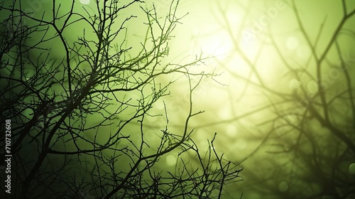 Forest tree branches in misty morning light. Nature green background