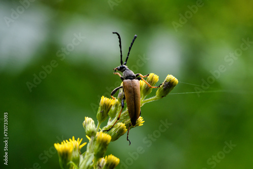 Makro aufnahme, Kleiner Schmalbock, Stenurella melanura. Ein Käfer auf einer Pflanze mit gelben Blüten. Das Tier Putzt sich gerade mit der Zunge Grünes Bokeh, copyspace photo