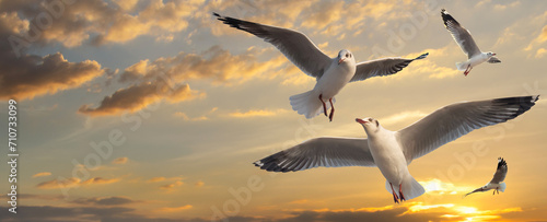 Flock of seagulls flying in the sky at sunset, photo