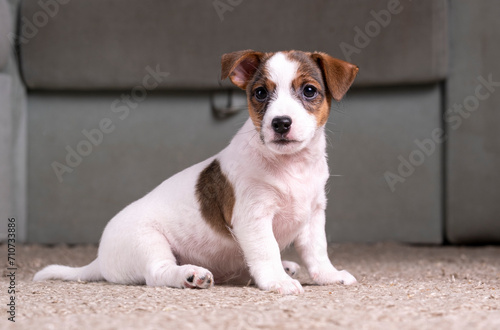 Small, cute, funny Jack Russell Terrier puppy in the room on the rug.