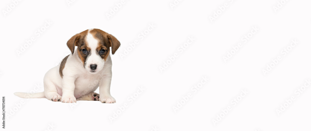 A small Jack Russell terrier puppy on a white background. A funny six-week-old puppy. There is a lot of free space . A banner with a small puppy.