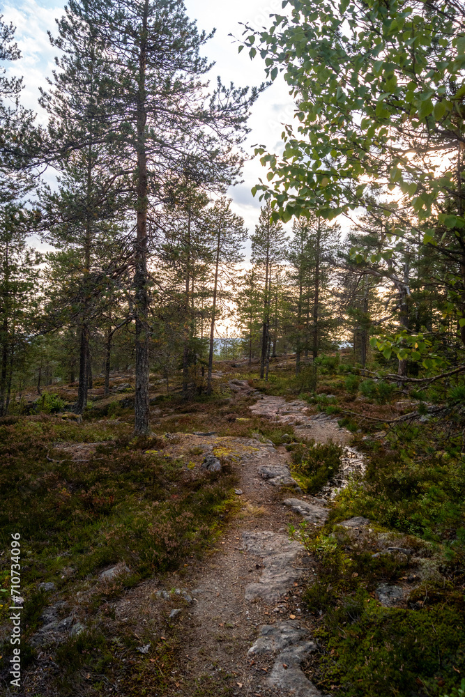 Fototapeta premium Rorest in Rovaniemi Lapland Finland Sunset