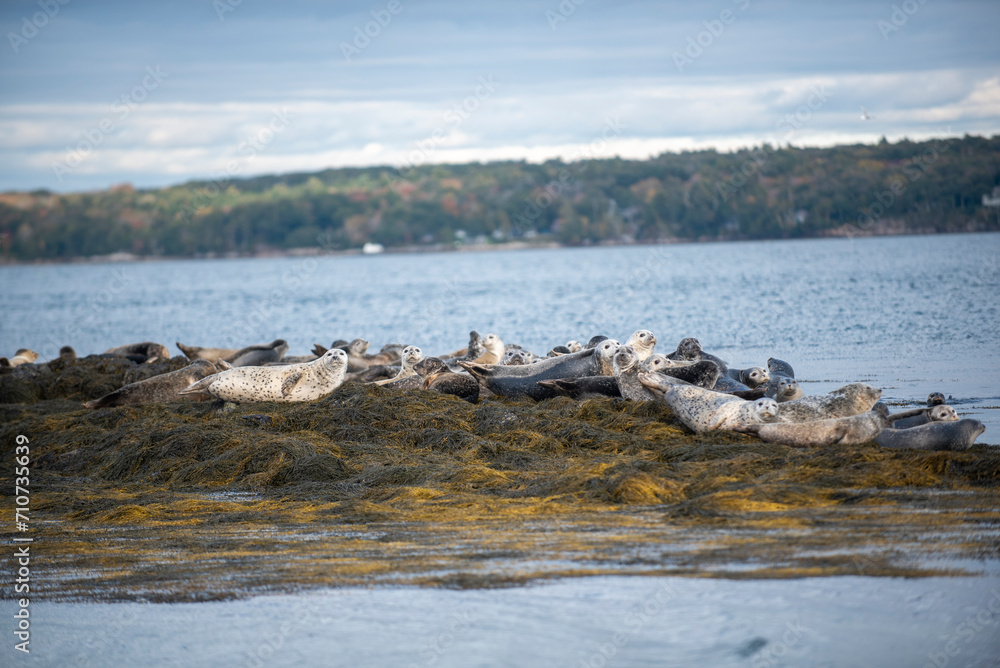 Group of harbor seals resting on the sandy beach near the water