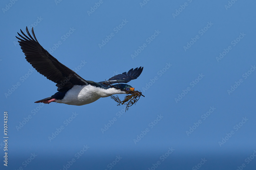Obraz premium Imperial Shag (Phalacrocorax atriceps albiventer) in flight carrying vegetation to be used as nesting material on Sea Lion Island in the Falkland Islands
