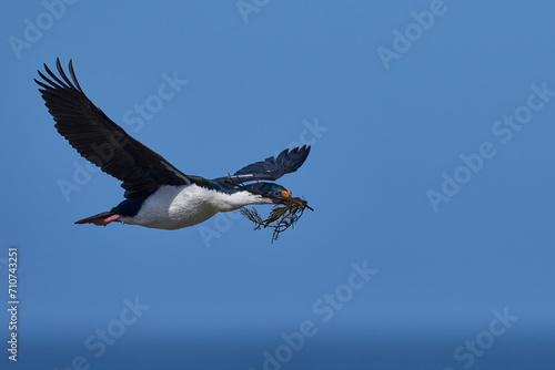 Imperial Shag (Phalacrocorax atriceps albiventer) in flight carrying vegetation to be used as nesting material on Sea Lion Island in the Falkland Islands photo