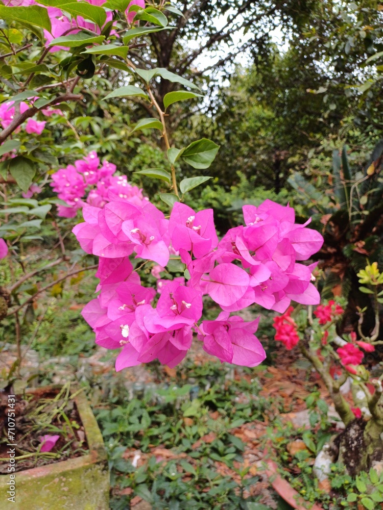 Close up of pink bougainvillea flowers and leaves. Beautiful colorful blooming flowers with cute bush growing in the garden. Close up of pink bougainvillea flowers and leaves. Beautiful colorful blooming flowers with cute bush growing in the garden.