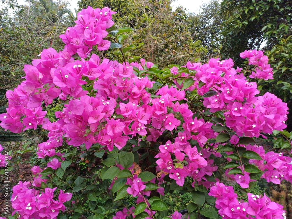 Close up of pink bougainvillea flowers and leaves. Beautiful colorful blooming with cute flowers bush growing in the garden. Close up of pink bougainvillea flowers and leaves. Beautiful colorful blooming with cute flowers bush growing in the garden.