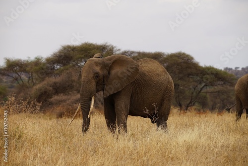 african wildlife, elephant, grassland