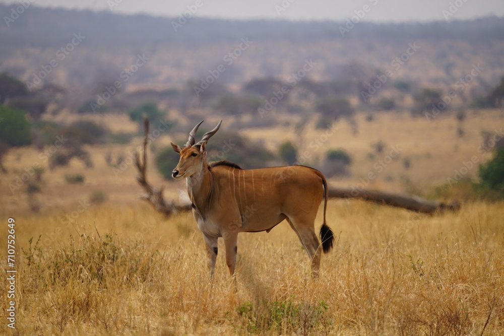 Naklejka premium african wildlife, eland antelopes